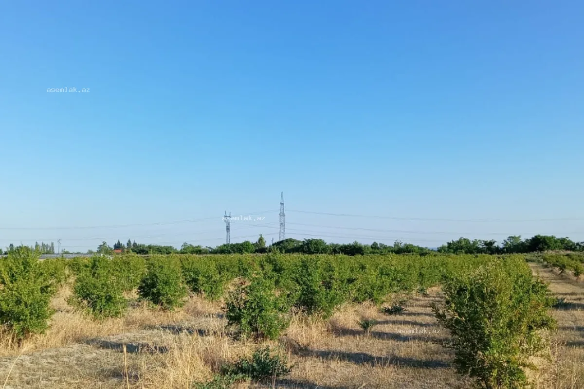 Göyçay rayonu, Göyçay rayonu — 200 sot torpaq satılır - 9