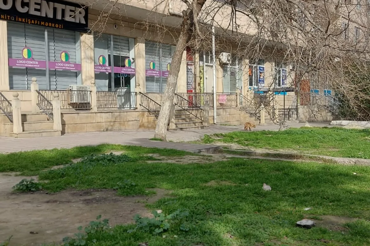 Bakı şəhəri, Bakıxanov — obyekt satılır - 4